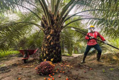 Keterbatasan Kuota, Petani Sawit di Muara Enim Beralih ke Pupuk Non Subsidi