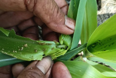 Bhabinkamtibmas Polsek Rambang Niru Bantu Petani Atasi Serangan Hama Ulat