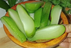 5 Manfaat Labu Siam Rebus