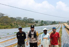 Usia 16 Hari, Bibit Bawang Putih di Desa Gunung Agung Tumbuh 3 hingga 5 Cm