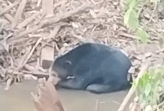 Viral di Media Sosial, Beruang Hitam Muncul 2 Hari di Sungai Rambang Muara Enim