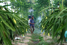 Dari Banyuwangi ke Pasar Lebih Luas, Petani Buah Naga Naik Kelas Berkat Program Klasterku Hidupku BRI