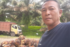 Harga Sawit Naik Tapi Belum Menutupi Biaya Pemupukan
