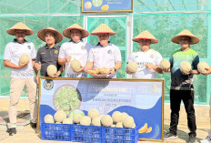 Wujudkan Ketahanan Pangan, Lapas Kelas IIB Muara Enim Panen 214 Kg Melon Belanda