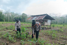 Polsek Rambang Dukung Kesejahteraan Petani Desa Sugih Waras Barat