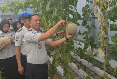 Panen Melon, Lapas Muara Enim Perkuat Ketahanan Pangan
